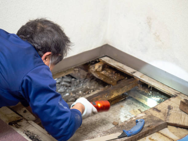 Best Local Mold Removal Service  in Milford, IA