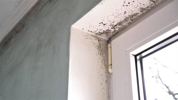 Milford, IA Mold Removal Company