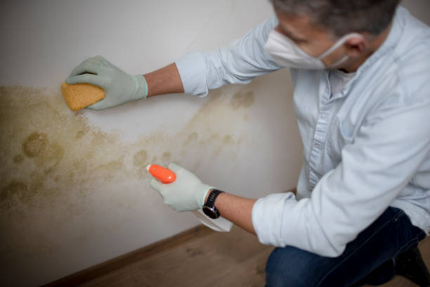Best Toxic Mold Removal  in Milford, IA