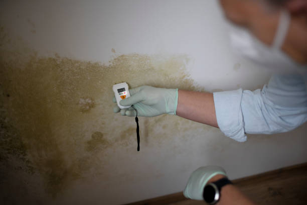 Best Office Mold Removal Services  in Milford, IA