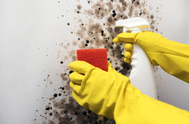 Best Attic Mold Removal  in Milford, IA