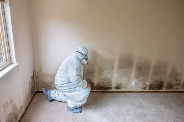 Best Commercial Mold Removal  in Milford, IA