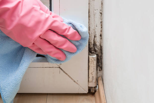 Best Crawl Space Mold Removal  in Milford, IA
