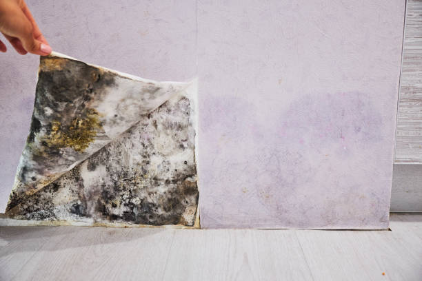 Best Toxic Mold Removal  in Milford, IA